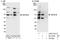 Zinc Finger And BTB Domain Containing 7B antibody, A303-701A, Bethyl Labs, Immunoprecipitation image 