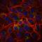 Prostate And Breast Cancer Overexpressed 1 antibody, orb318957, Biorbyt, Immunocytochemistry image 