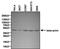 Beta-Actin antibody, PA1-183, Invitrogen Antibodies, Western Blot image 