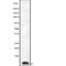 Cytochrome C Oxidase Subunit 8C antibody, abx149685, Abbexa, Western Blot image 