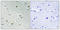 Family With Sequence Similarity 111 Member B antibody, A14246, Boster Biological Technology, Immunohistochemistry paraffin image 