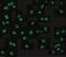 NudE Neurodevelopment Protein 1 Like 1 antibody, NBP1-76677, Novus Biologicals, Immunocytochemistry image 