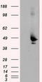 MTOR Associated Protein, Eak-7 Homolog antibody, LS-C175769, Lifespan Biosciences, Western Blot image 