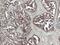 TSC Complex Subunit 2 antibody, LS-C777202, Lifespan Biosciences, Immunohistochemistry paraffin image 