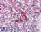 Talin 1 antibody, LS-B4432, Lifespan Biosciences, Immunohistochemistry frozen image 