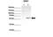 ETS Variant 1 antibody, GTX02562, GeneTex, Western Blot image 