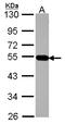 Adaptor Related Protein Complex 4 Subunit Mu 1 antibody, LS-C186399, Lifespan Biosciences, Western Blot image 