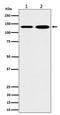 Myosin IB antibody, M07011, Boster Biological Technology, Western Blot image 