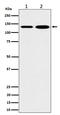 Myosin-Ib antibody, M07011, Boster Biological Technology, Western Blot image 