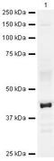 Cyclin Dependent Kinase 9 antibody, PA5-19670, Invitrogen Antibodies, Western Blot image 