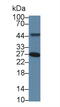 Torsin Family 3 Member A antibody, MBS2002139, MyBioSource, Western Blot image 