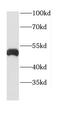 Cathepsin D antibody, FNab01306, FineTest, Western Blot image 