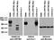 Leucine-rich repeat transmembrane neuronal protein 2 antibody, 73-364, Antibodies Incorporated, Western Blot image 