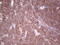 TNF Receptor Superfamily Member 18 antibody, LS-C799570, Lifespan Biosciences, Immunohistochemistry paraffin image 