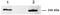 Myoferlin antibody, ab76746, Abcam, Western Blot image 