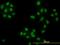 Histone Deacetylase 1 antibody, orb95093, Biorbyt, Immunocytochemistry image 