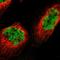 GATA Zinc Finger Domain Containing 2B antibody, HPA017015, Atlas Antibodies, Immunocytochemistry image 