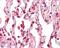ArfGAP With Coiled-Coil, Ankyrin Repeat And PH Domains 2 antibody, orb18929, Biorbyt, Immunohistochemistry paraffin image 
