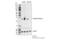 Transketolase antibody, 28755S, Cell Signaling Technology, Western Blot image 