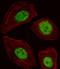 Basic Leucine Zipper Nuclear Factor 1 antibody, LS-C156829, Lifespan Biosciences, Immunofluorescence image 