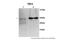Triosephosphate Isomerase 1 antibody, NBP1-52881, Novus Biologicals, Western Blot image 