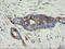 Transmembrane Protein 173 antibody, LS-C787361, Lifespan Biosciences, Immunohistochemistry frozen image 