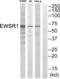 EWS RNA Binding Protein 1 antibody, abx014838, Abbexa, Western Blot image 