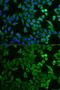 NPR2 Like, GATOR1 Complex Subunit antibody, GTX54626, GeneTex, Immunocytochemistry image 