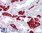 Glycophorin A (MNS Blood Group) antibody, LS-B1997, Lifespan Biosciences, Immunohistochemistry paraffin image 