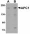 APC1 antibody, LS-B6979, Lifespan Biosciences, Western Blot image 