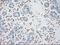 Alpha-actinin-1 antibody, NBP1-48251, Novus Biologicals, Immunohistochemistry frozen image 