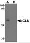 Nicalin antibody, NBP2-81860, Novus Biologicals, Western Blot image 