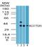 G Protein-Coupled Bile Acid Receptor 1 antibody, PA5-23183, Invitrogen Antibodies, Western Blot image 