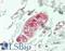 Par-3 Family Cell Polarity Regulator antibody, LS-B14559, Lifespan Biosciences, Immunohistochemistry paraffin image 