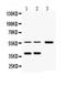 Alpha 2-HS Glycoprotein antibody, PA5-78744, Invitrogen Antibodies, Western Blot image 
