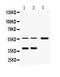 Alpha 2-HS Glycoprotein antibody, PA5-78744, Invitrogen Antibodies, Western Blot image 