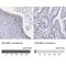 DExD-Box Helicase 39B antibody, NBP2-58594, Novus Biologicals, Immunohistochemistry paraffin image 