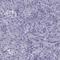 Regulator Of G Protein Signaling 20 antibody, HPA070193, Atlas Antibodies, Immunohistochemistry frozen image 