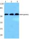 SRY-Box 9 antibody, PA5-36878, Invitrogen Antibodies, Western Blot image 