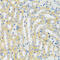 Calcium/Calmodulin Dependent Protein Kinase I antibody, 15-570, ProSci, Immunohistochemistry frozen image 
