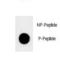 Lysine Demethylase 3B antibody, LS-C163624, Lifespan Biosciences, Dot Blot image 