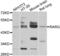 Retinoic Acid Receptor Gamma antibody, LS-C349149, Lifespan Biosciences, Western Blot image 