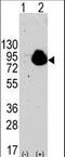 Ribosomal Protein S6 Kinase A1 antibody, LS-C99735, Lifespan Biosciences, Western Blot image 