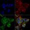 Autophagy Related 4A Cysteine Peptidase antibody, LS-C773763, Lifespan Biosciences, Immunocytochemistry image 