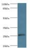 MOB Kinase Activator 1B antibody, LS-C371581, Lifespan Biosciences, Western Blot image 