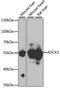 Coenzyme Q8A antibody, 22-901, ProSci, Western Blot image 