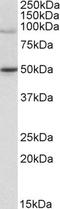 WRN Helicase Interacting Protein 1 antibody, EB05132, Everest Biotech, Western Blot image 