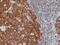 POU domain class 2-associating factor 1 antibody, M04431-1, Boster Biological Technology, Immunohistochemistry frozen image 