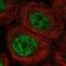 mArt antibody, NBP2-56362, Novus Biologicals, Immunofluorescence image 