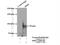 Slingshot Protein Phosphatase 3 antibody, 18324-1-AP, Proteintech Group, Immunoprecipitation image 